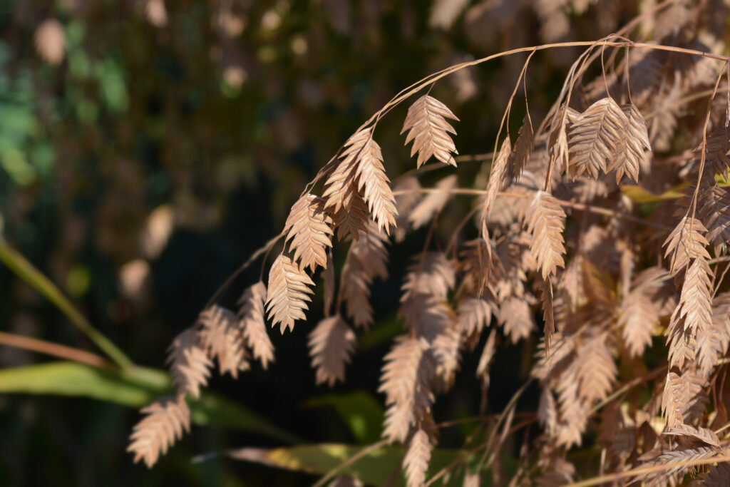 Northern Sea Oats with drooping brown leaves in autumn - Chasmanthium latifolium