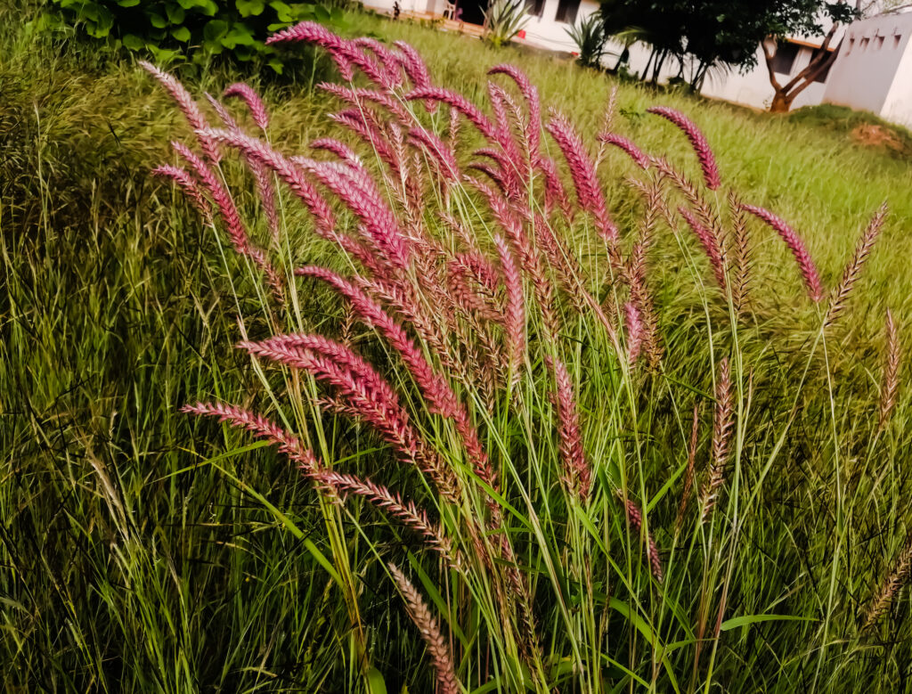 Panicum virgatum Rehbraun switch grass