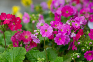 Primrose flowers blooming in a garden