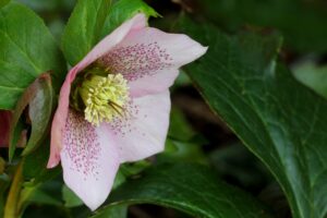 Profile of a pink hellebore