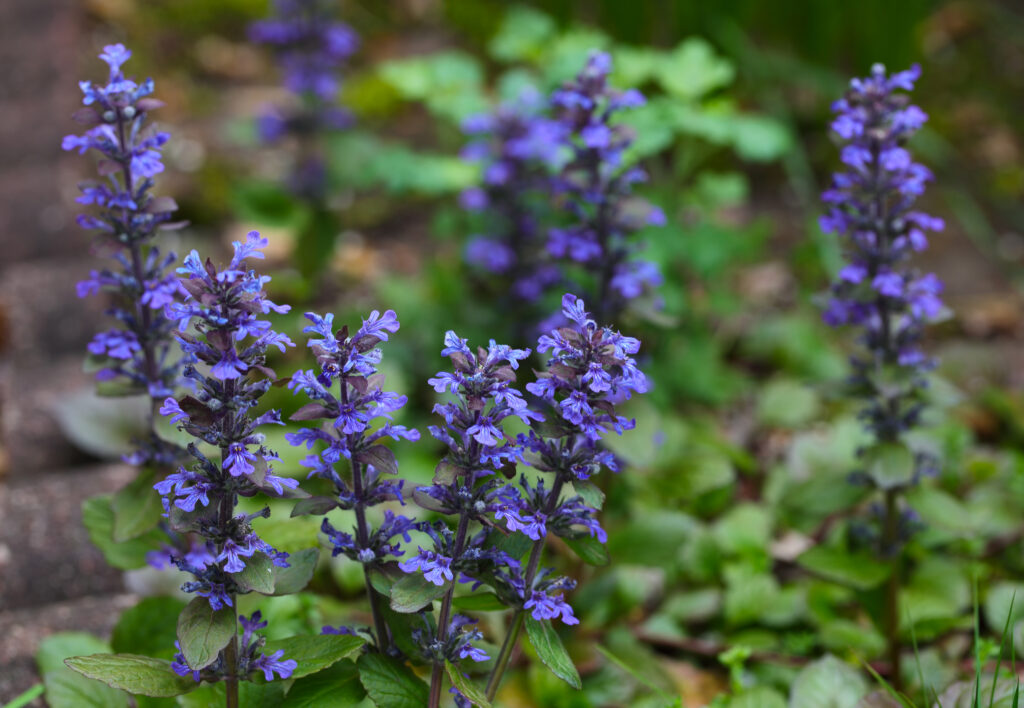 Flowering Plants for Shaded Areas | The Idea Garden