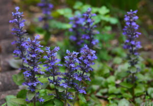 Purple Creeping Carpet Bugleweed Flower Ajuga in the garden