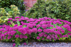 Purple Sedum flowering perennial plants in a herbaceous border.