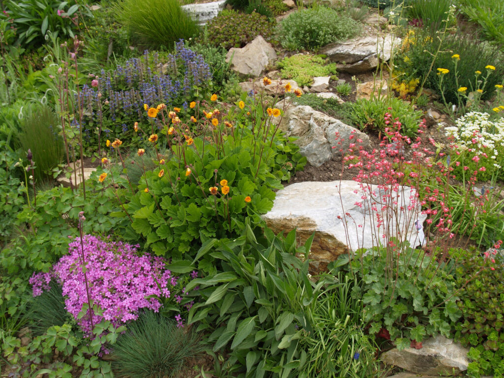 Rock garden with various blooming plants