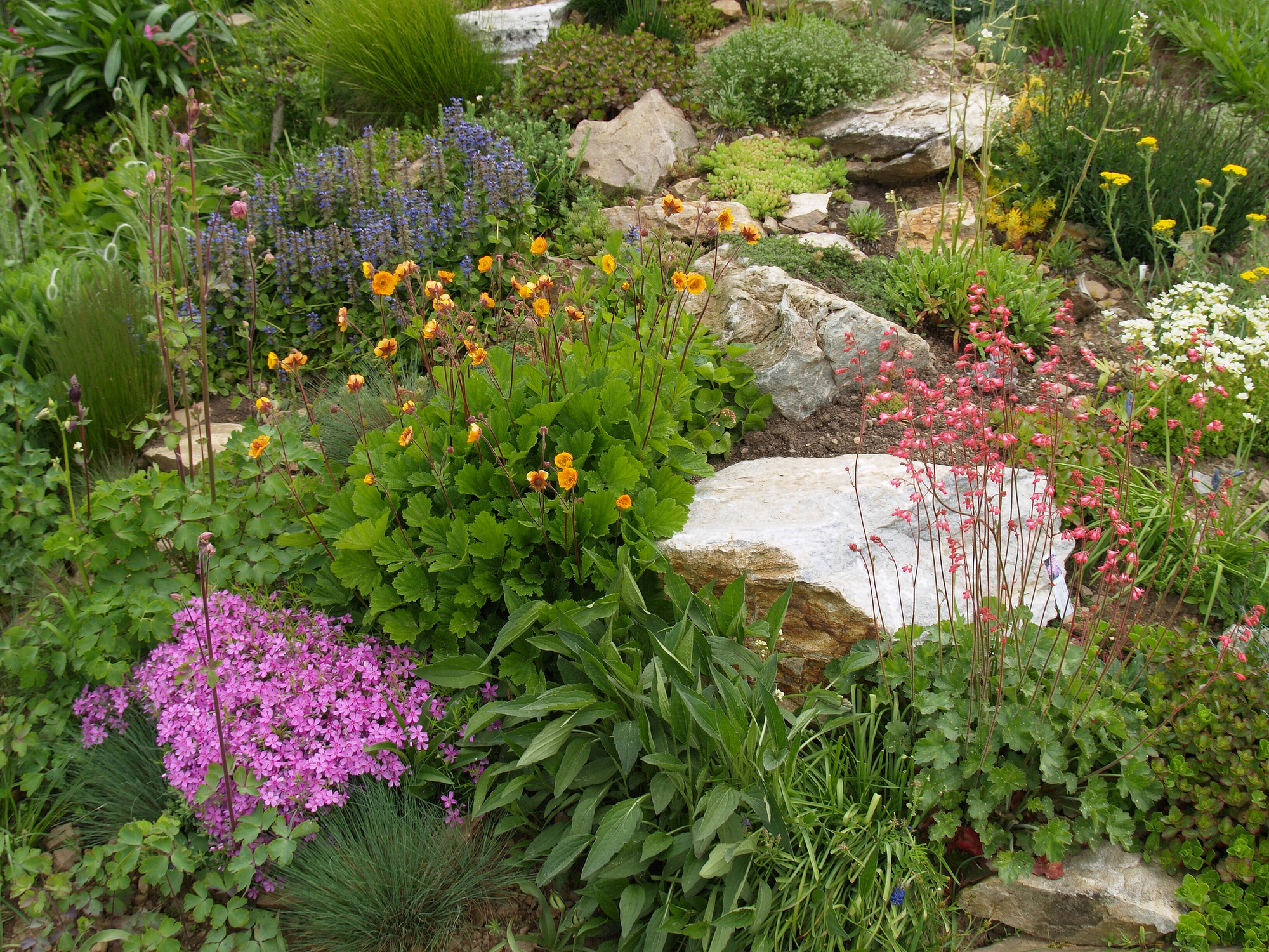 An Introduction to Alpine Garden Plants