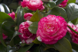 Selection of beautiful Camellias blooming with dark green leaves.