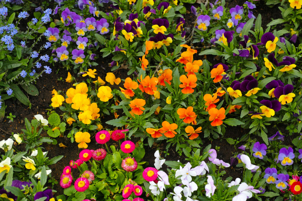 Topview shot of garden pansies, daisies and forget-me-not arranged in a flowerbed. Spring bedding.