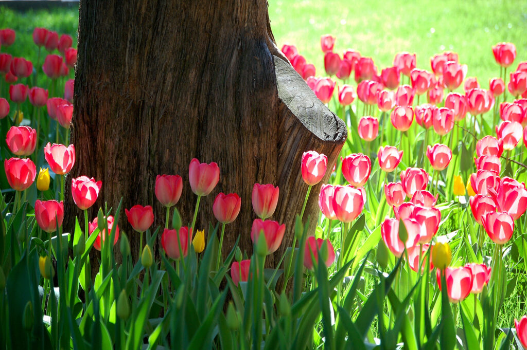 Tulips blooming around an old tree under the sun.