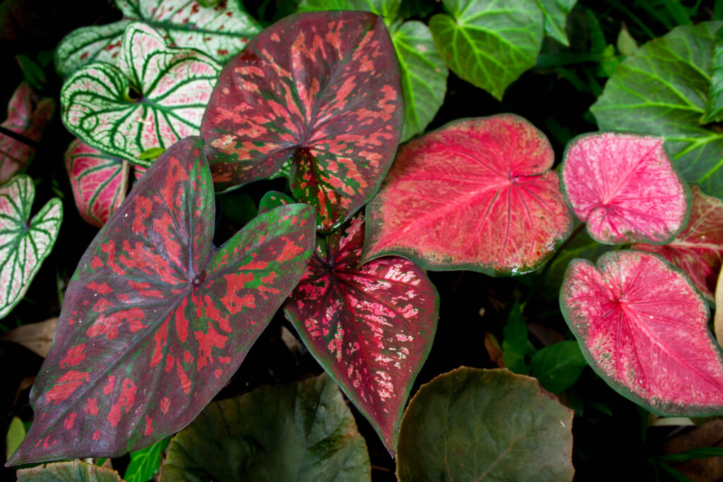 Various colours of caladium plant in garden