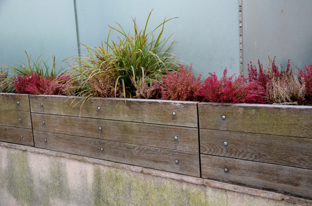 Wooden box planted with ornamental grasses and colourful heather in the winter