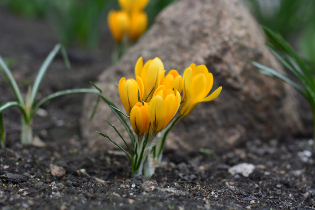Yellow spring flower crocus in the garden on a stone background