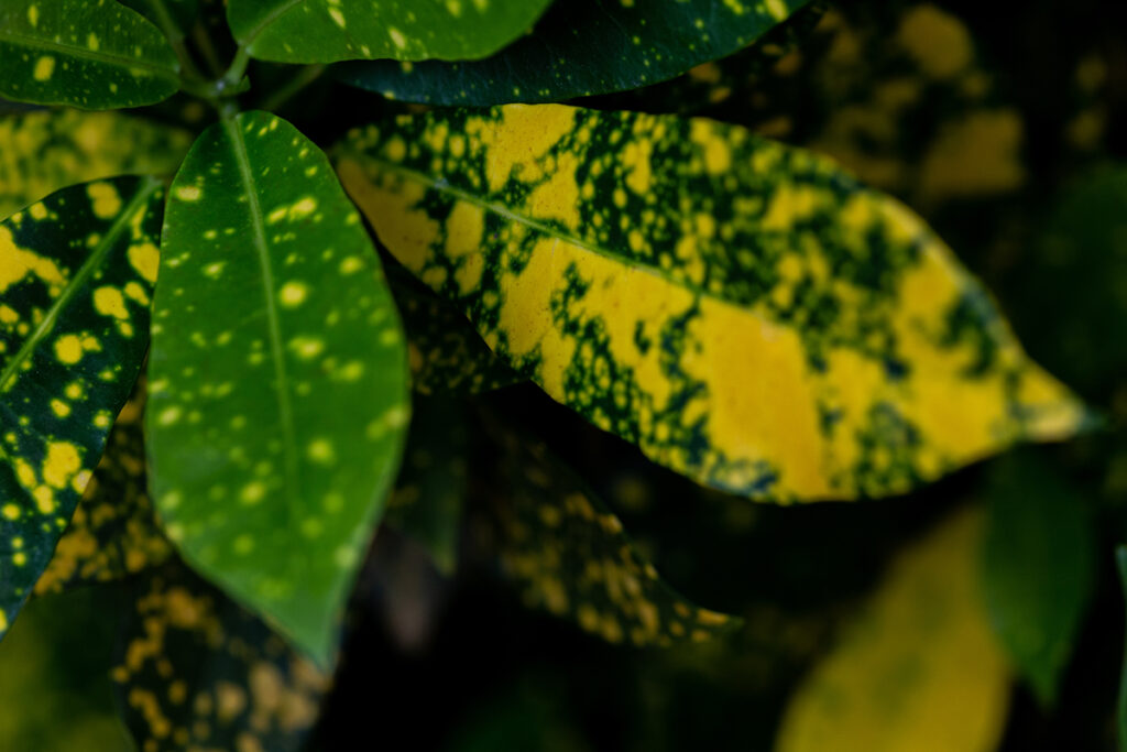 Green and yellow leaves of a Japanese Laurel shrub