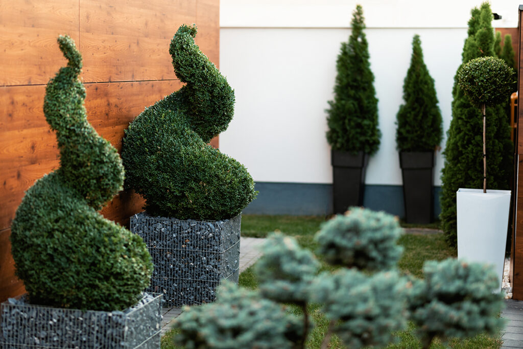 Topiary shrubs in a garden against a white painted wall