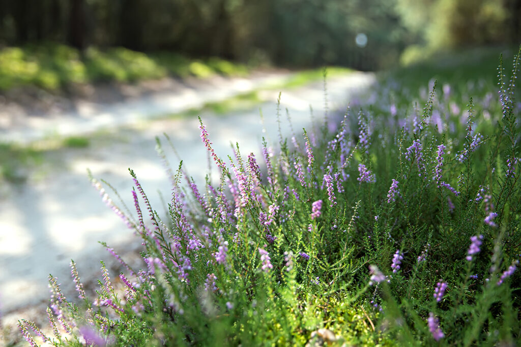 Stunning purple heather shrubs growing along a path in the sunshne.