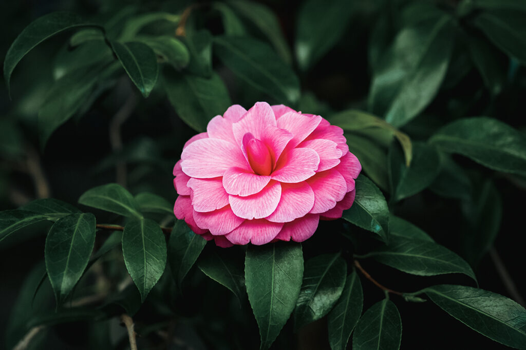 A stunning pink camelia flower among dark green, glossy leaves