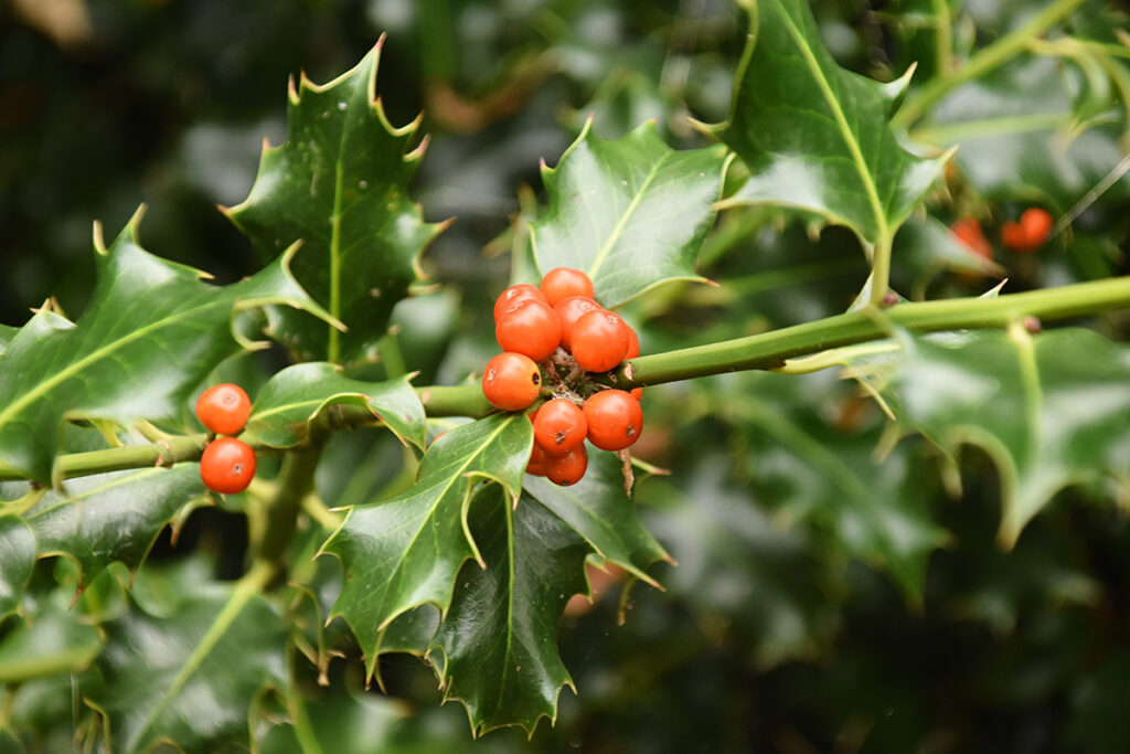 Beautiful variagated leaves of a holly bush with bright red berries