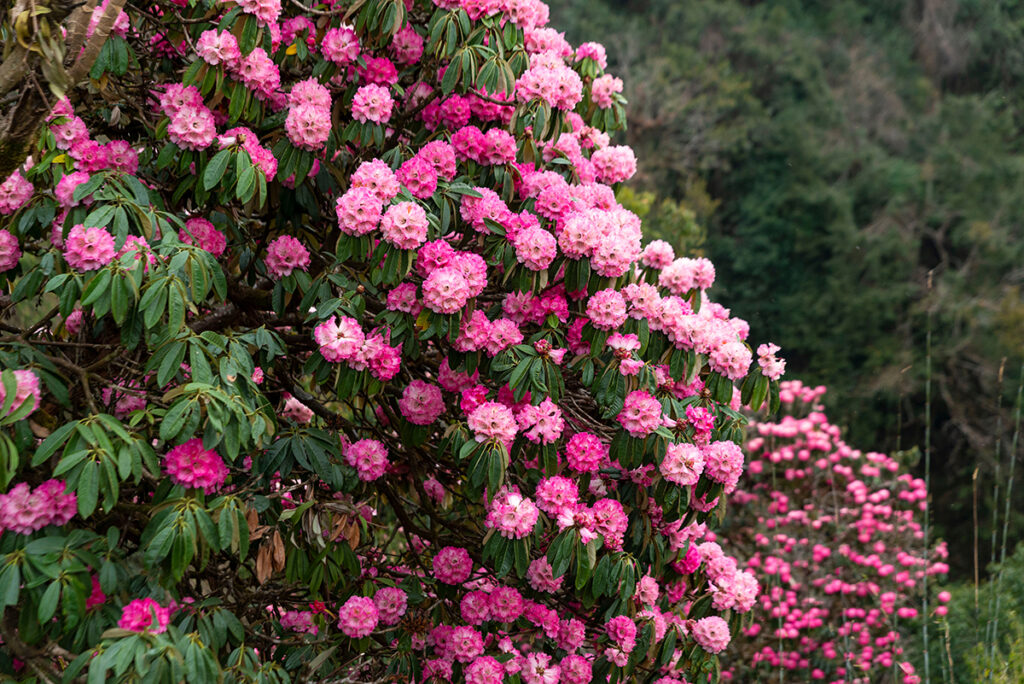 Blooming rhododendrons in a garden