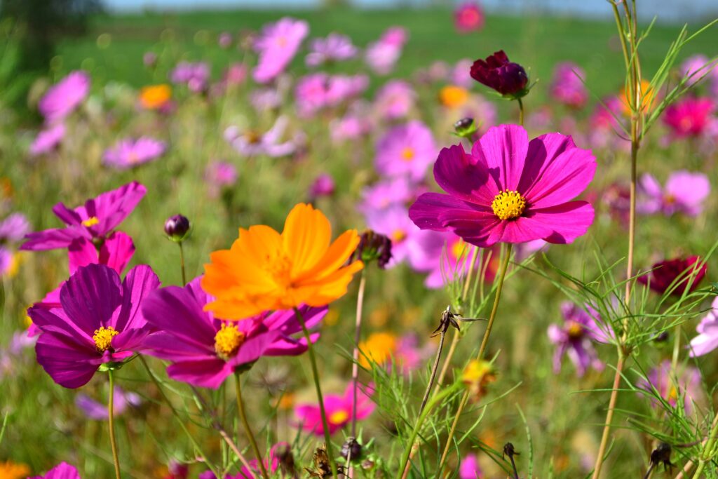 Wild cosmos flowers swaying in a field