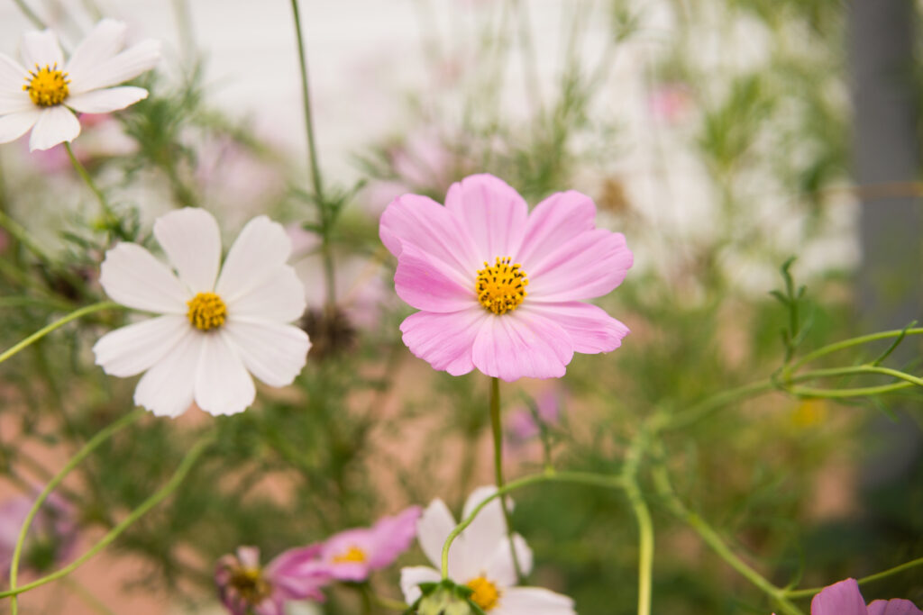 White and pink cosmos flowers growing wild in a field