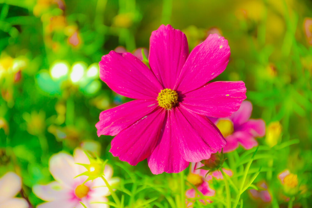 A stunning deep pink cosmos flower with a bright yellow centre growing in a lush garden