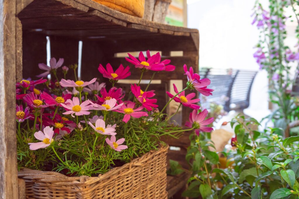 Cosmos flowers growing in a rustic basket container in a summer garden