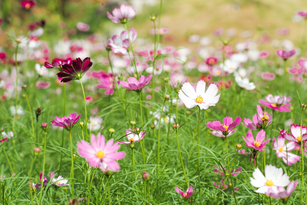 White and pink cosmos flowers growing in a garden meadow