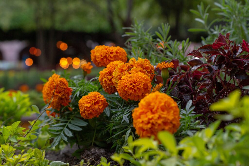 bright orange marigolds in a garden border