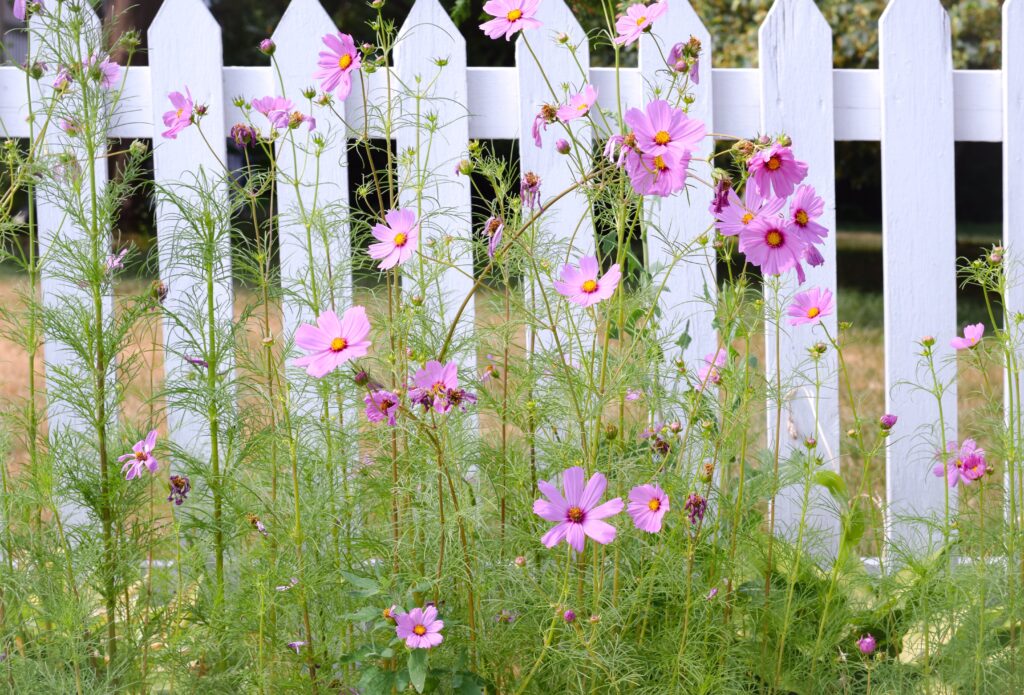 Delicate pink cosmos flowers growing along a white picket fence