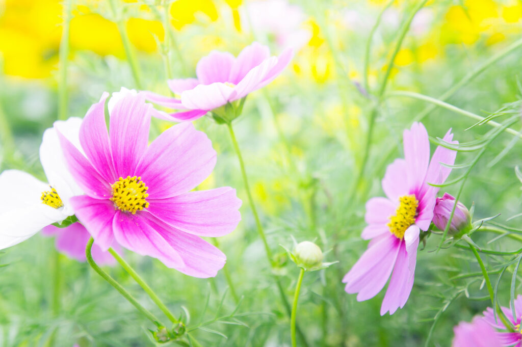 Light pink cosmos flowers surrounded by yellow wildflowers in the garden