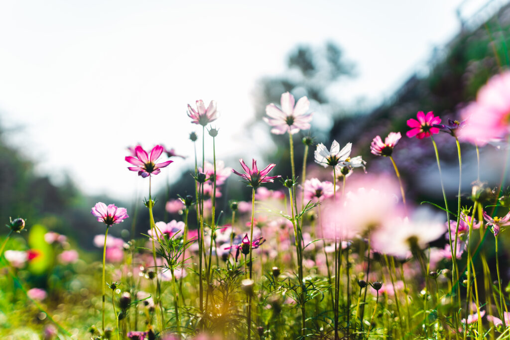 Tall cosmos flowers growing in a spring garden