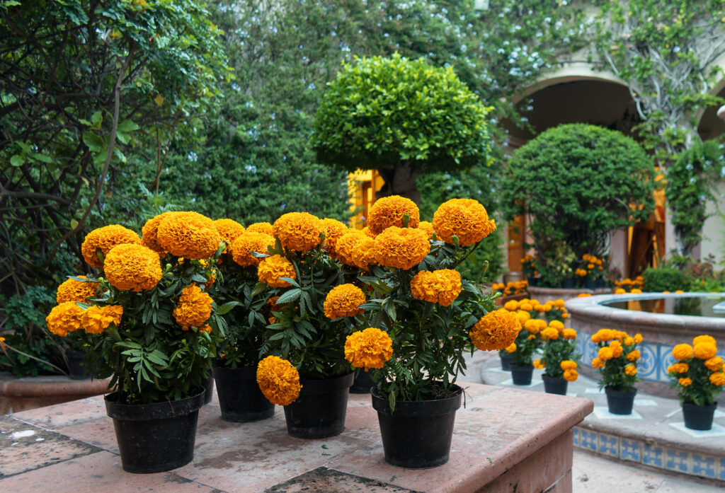 bright marigolds growing in pots on a patio