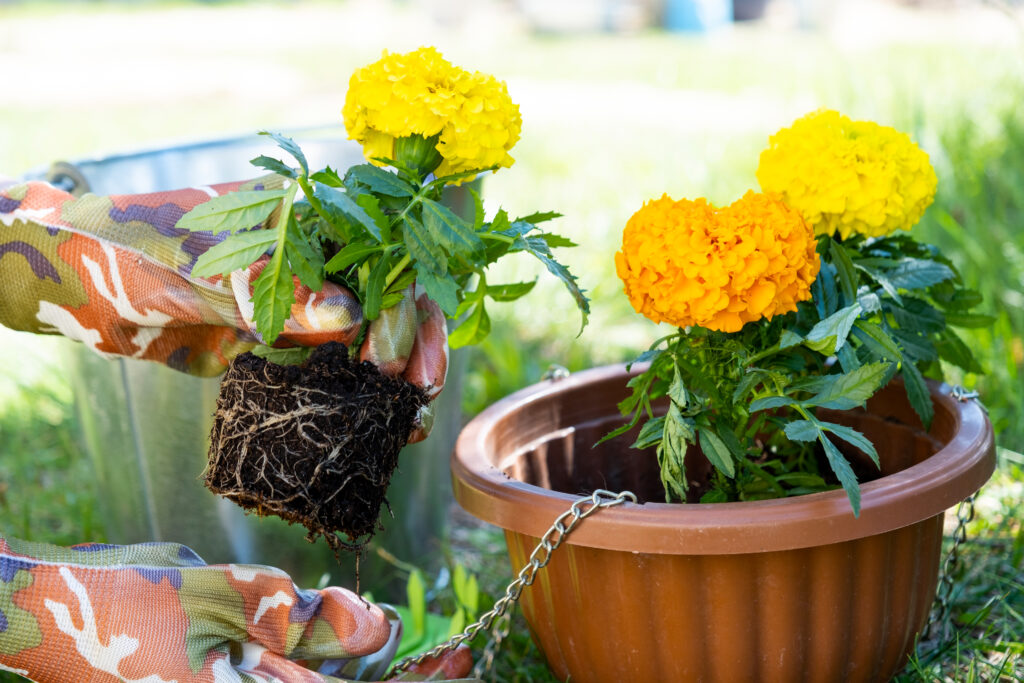 yellow gold marigold flowers growing in containers in a sunny garden